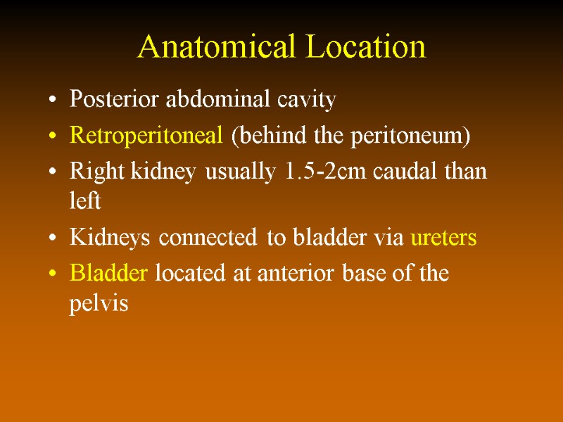 Anatomical Location Posterior abdominal cavity Retroperitoneal (behind the peritoneum) Right kidney usually 1.5-2cm caudal